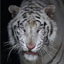 TigeRRR