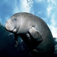 Manatee